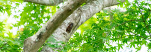 A cicada resting on the branch of a tree