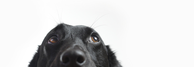 Confessions of a dog owner